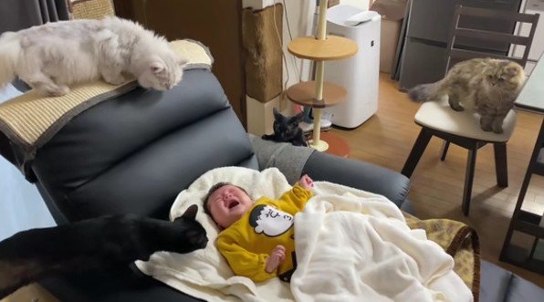 泣いている赤ちゃんと猫たち