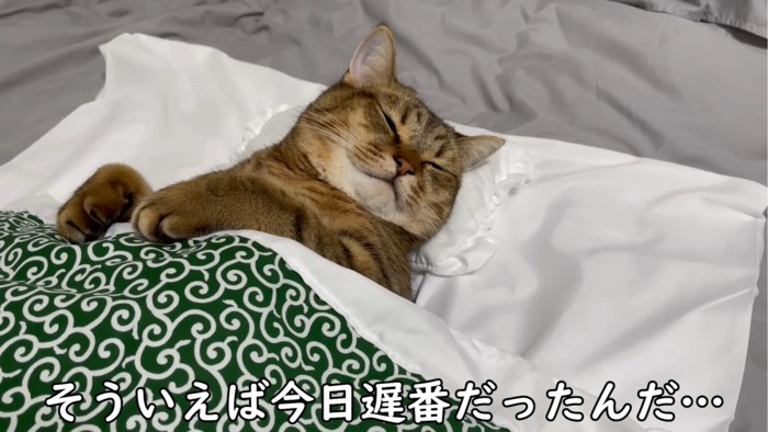 ウトウトする猫