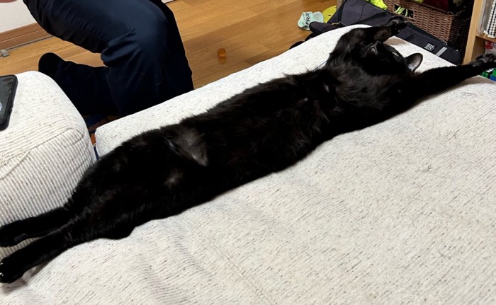 長く伸びる猫