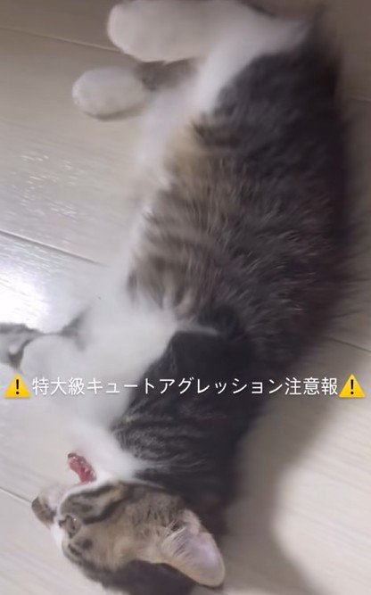 横になって鳴き声を上げる子猫