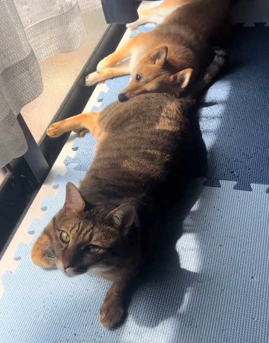 カメラ目線の猫と犬