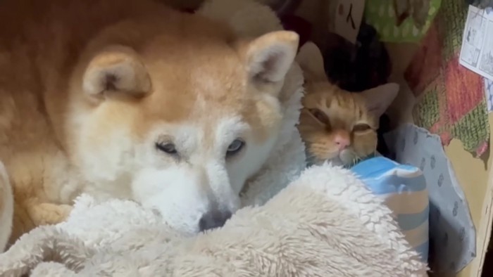 寝る柴犬と茶トラ