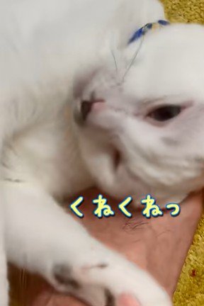 足にすりよる猫
