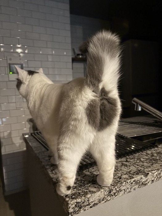 朝食を待つフクちゃん