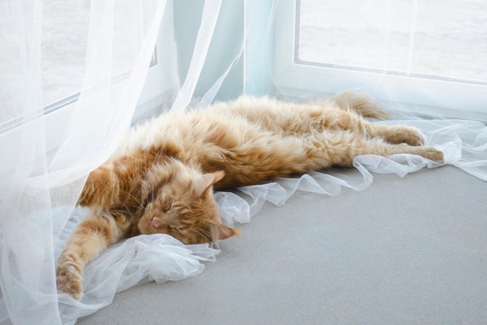 レースのカーテンの上で寝る猫