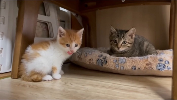 キジトラ猫の近くで口元を舐める子猫