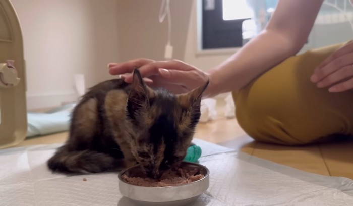 ごはんを食べる子猫