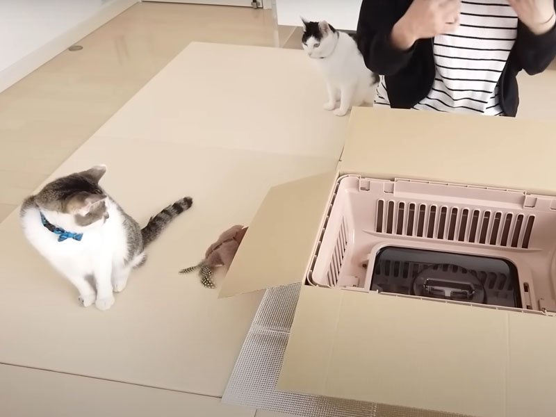 大きな段ボールを開封する飼い主さん