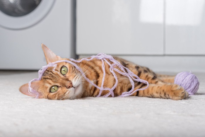 毛糸にからまる猫