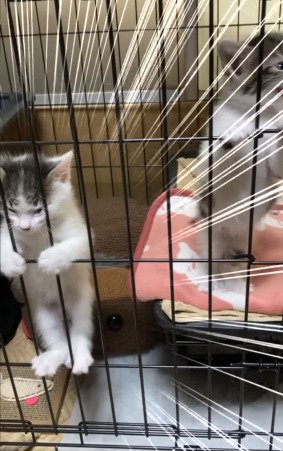 二足立ちする子猫