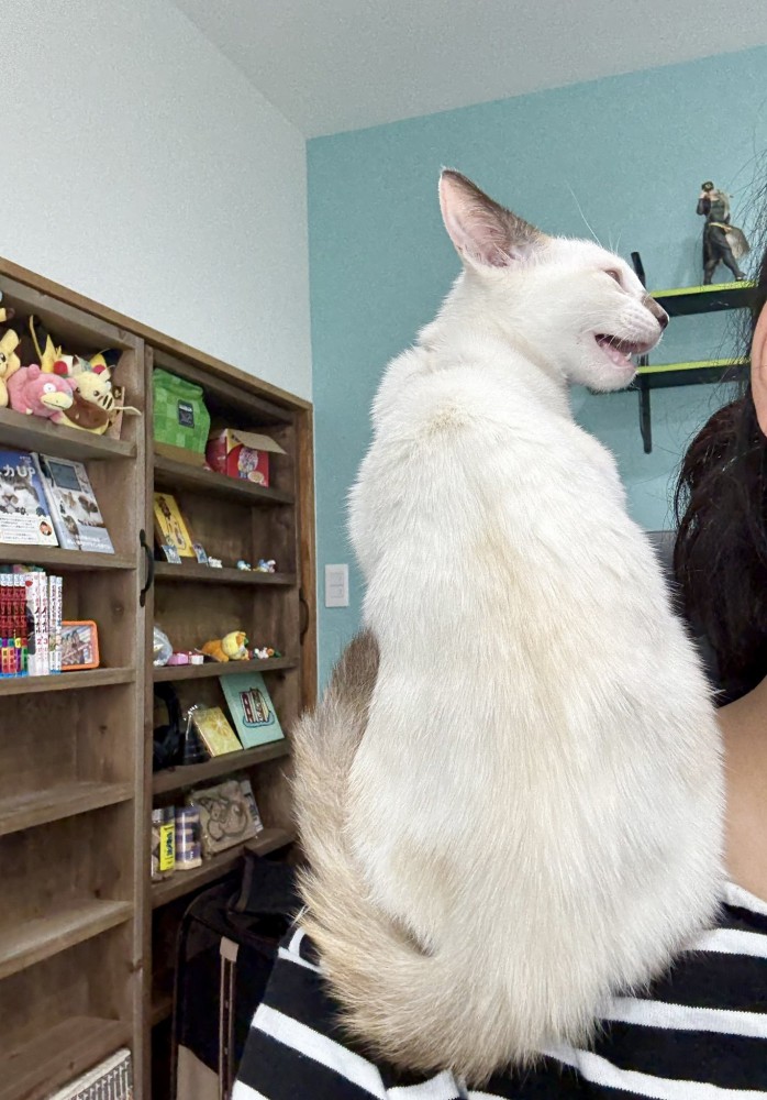 肩にのっているまめちゃん