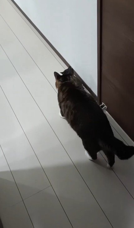 子猫を追う猫