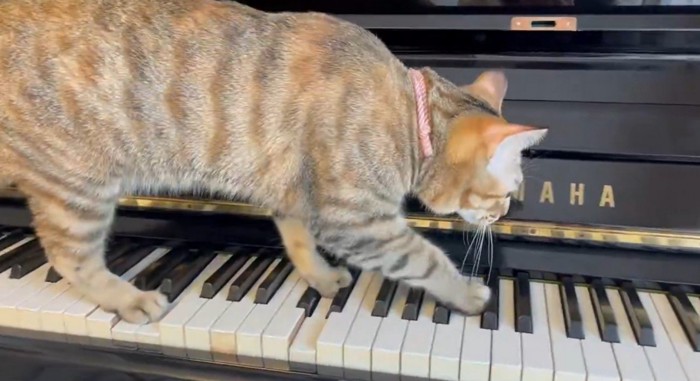 鍵盤を歩き続ける猫