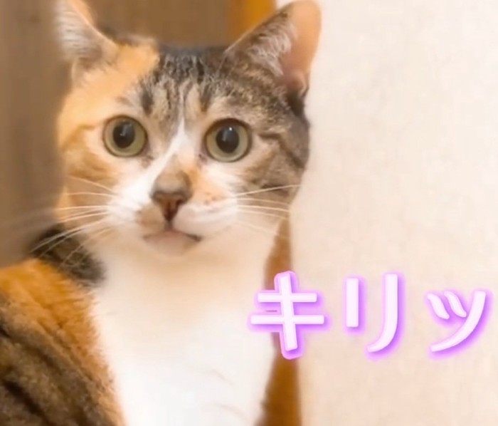 凛々しい表情のねねちゃん