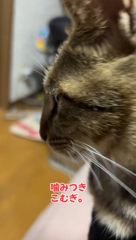 飼い主を見つめる猫