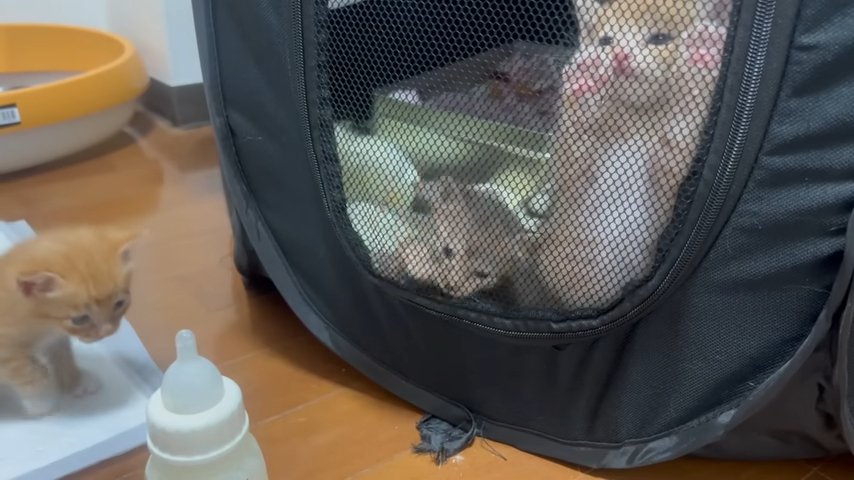 哺乳瓶と三匹の子猫