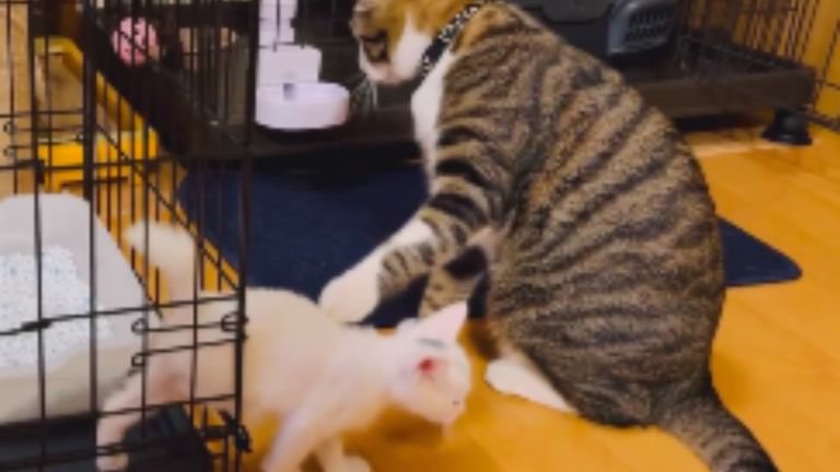 ケージから出てきた子猫