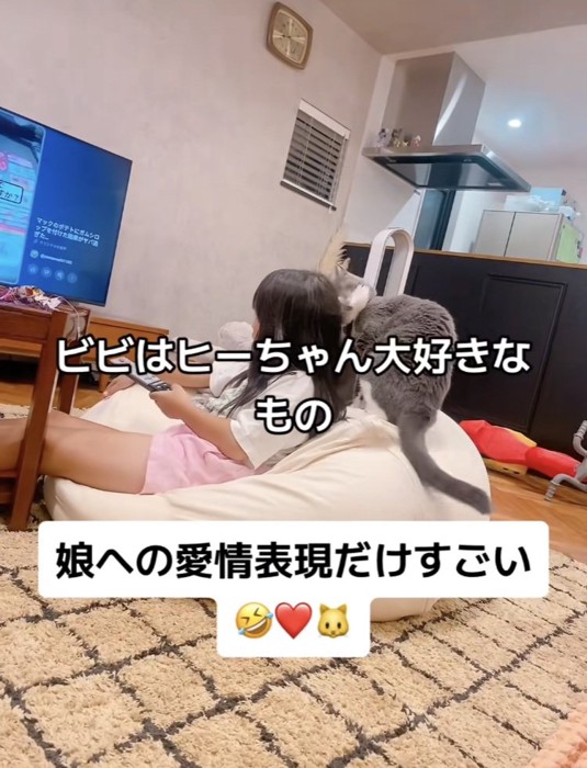 娘さんに甘えるブリティッシュショートヘア