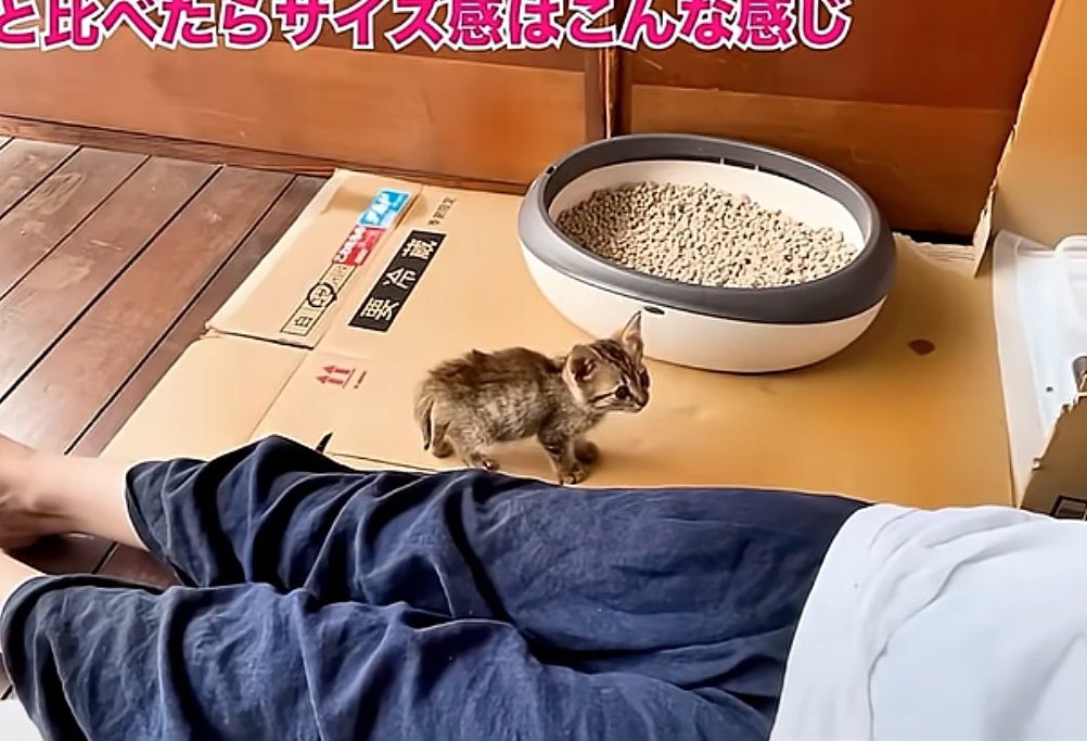 鳴いて訴える子猫