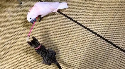 猫じゃらしで遊ぶ子猫