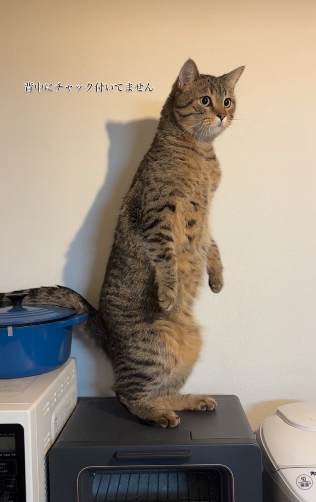 まっすぐ立つ猫4