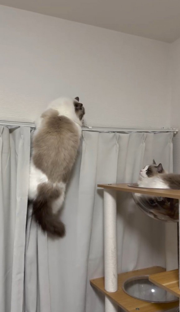 レールにつかまる猫とタワーにいる猫