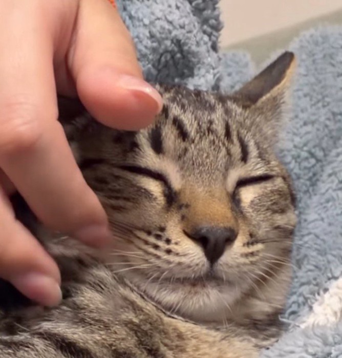 目を細めてうっとりする猫