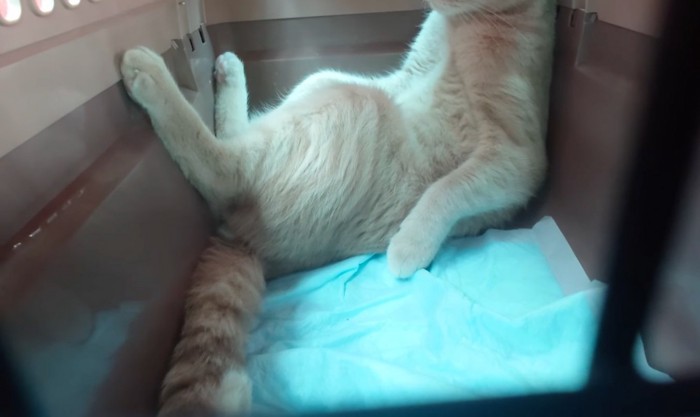 ふんぞり返る猫