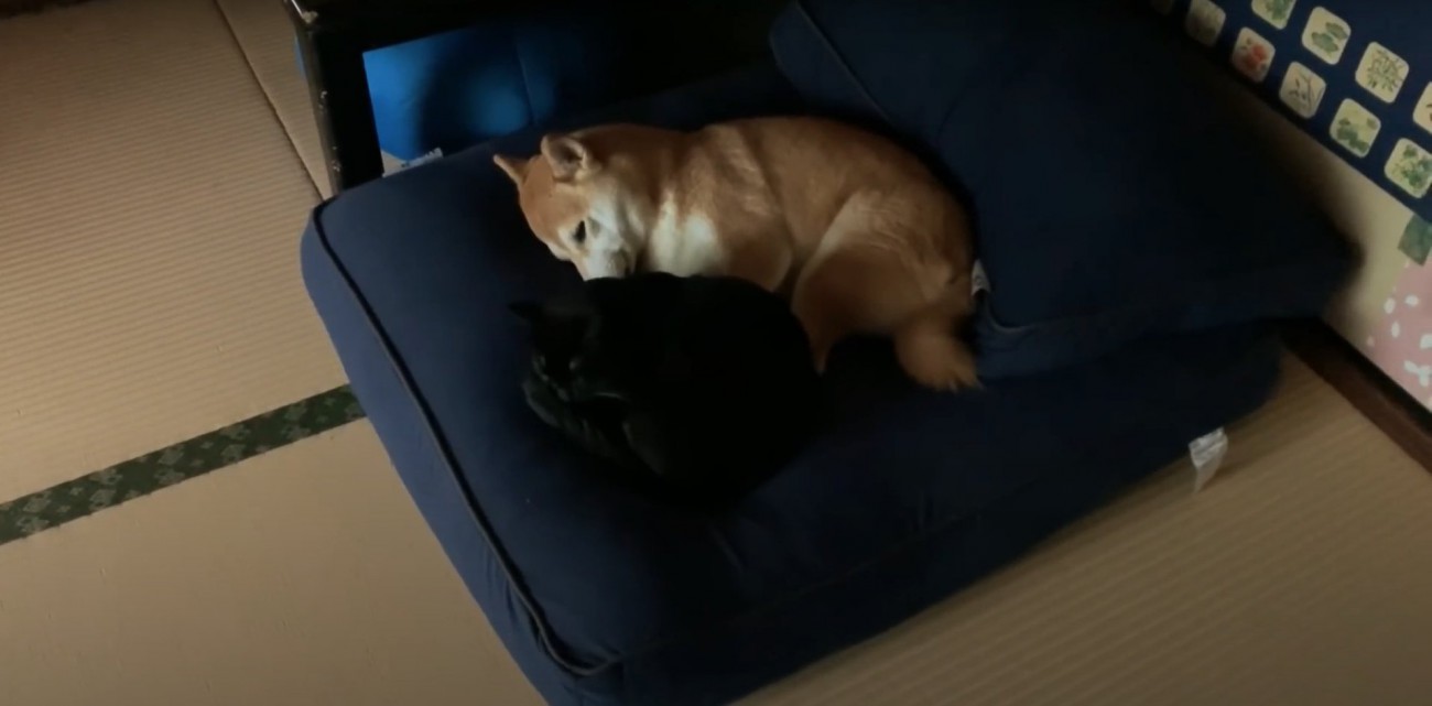 クッションの上で柴犬と添い寝する黒猫の上アングル