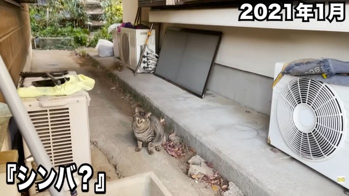 テロップ「シンバ?」