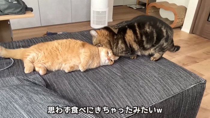 黒い猫に噛まれる猫