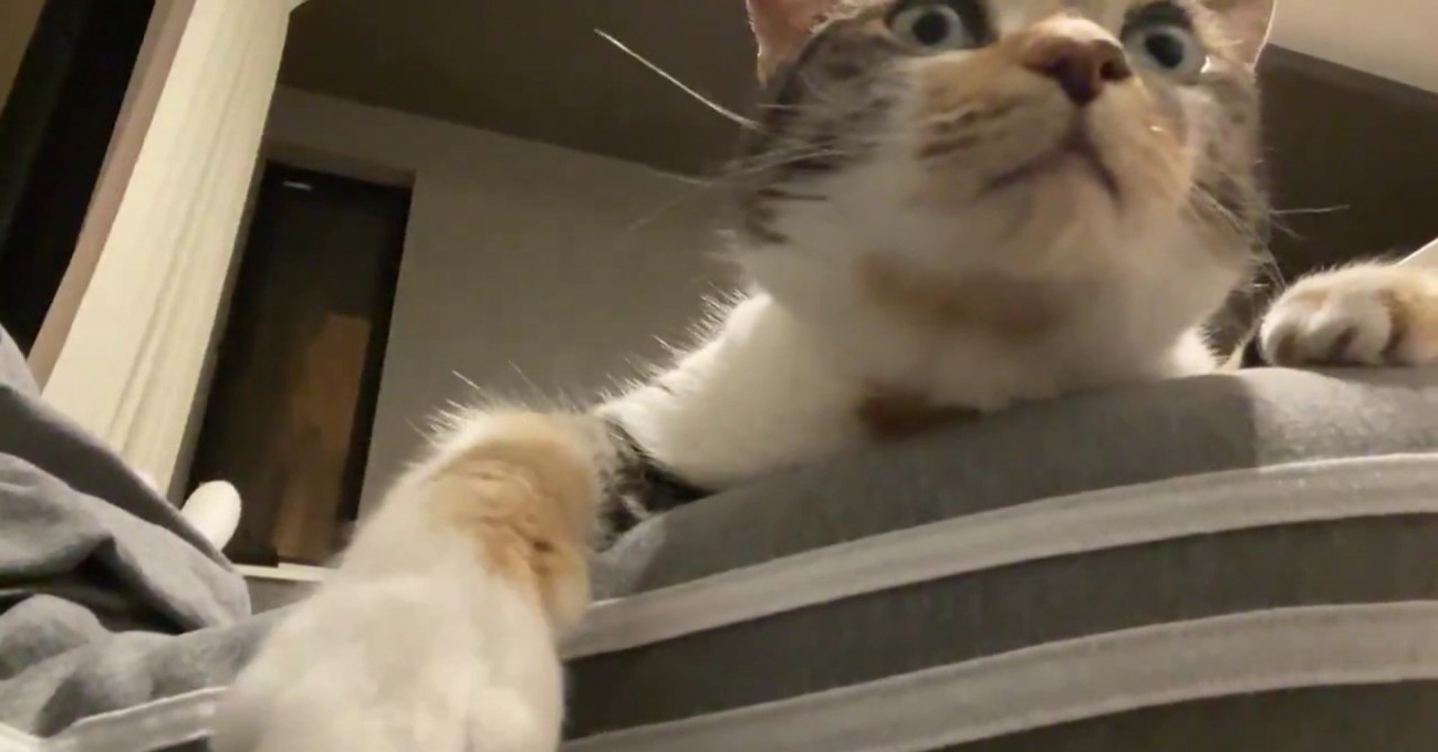 インカメラで撮影中のむーちゃん