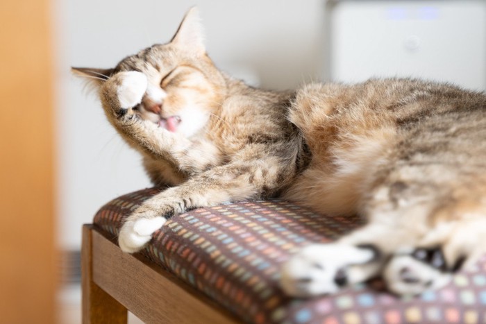 顔洗いしている猫