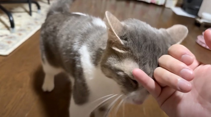 投稿者に触られて喉の音を大きくする猫