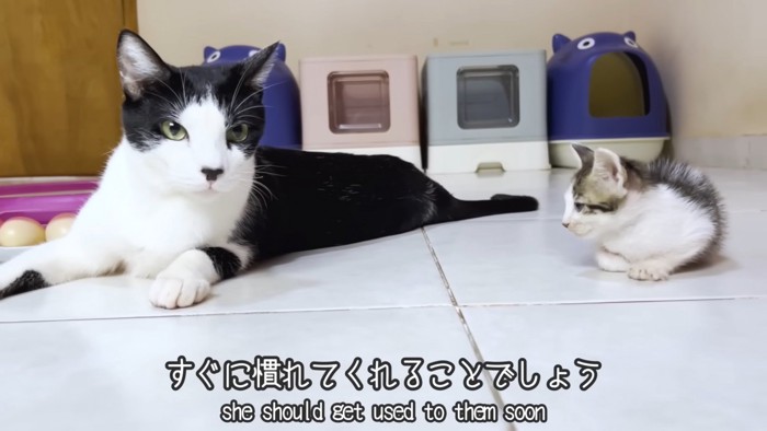 テロップ「すぐに慣れてくれる～」