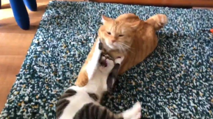 ケンカする猫2匹1