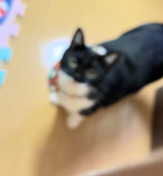 見上げる猫のみ