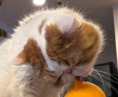 見守りカメラを舐める猫の顔