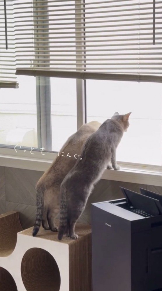 身を乗り出して窓の外を眺める2頭の猫