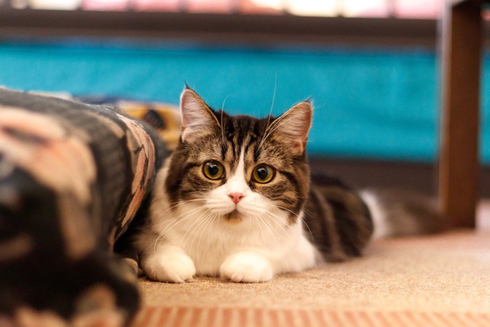 真ん丸な目をした猫