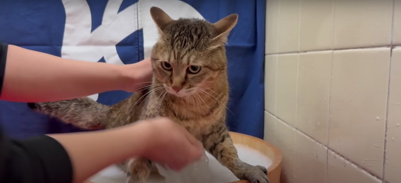 湯船につかる猫