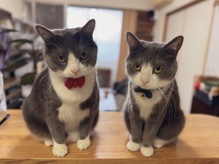 2匹の猫が並んで座っている