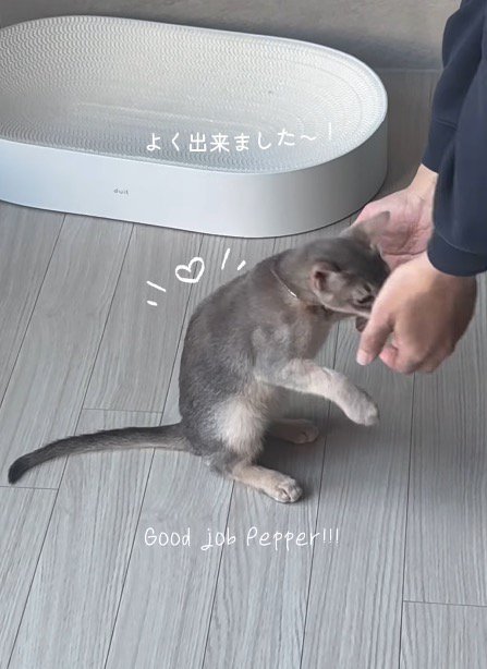 飼い主にお手をしておやつを貰う猫