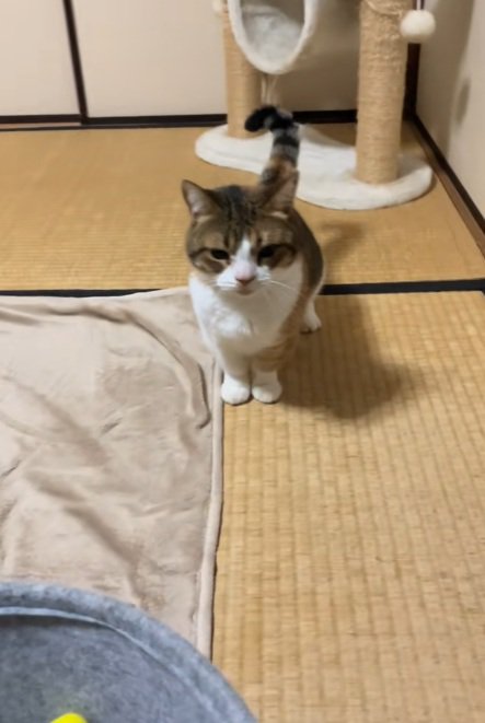 おもちゃを警戒しているマンチカン