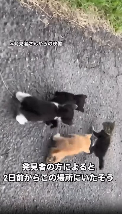 道路を歩く4匹の子猫
