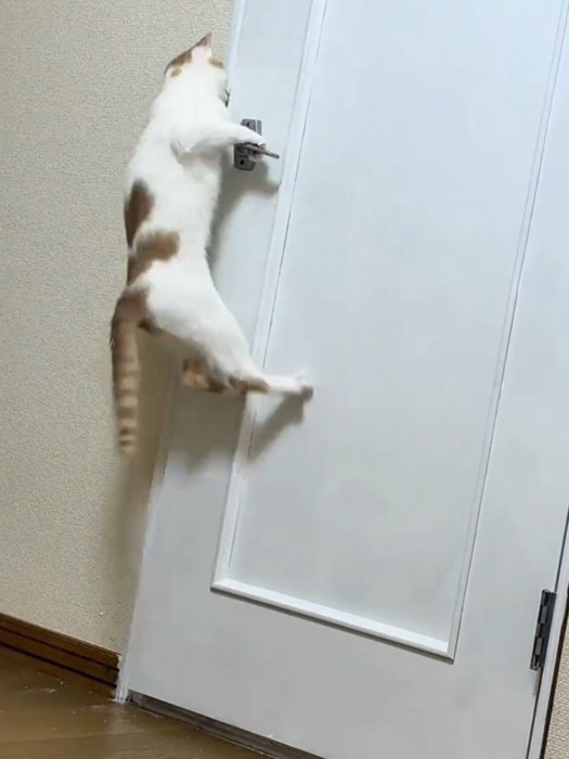 ジャンプする猫