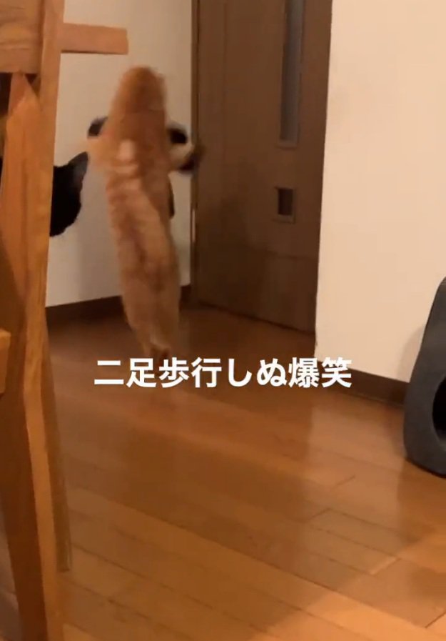 人間みたいに歩く猫