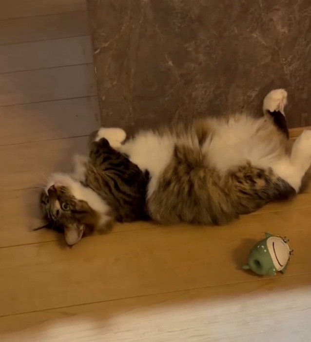 転がるキジ白猫