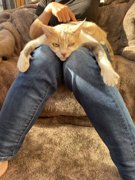 飼い主の膝でくつろぎながらにらむ猫