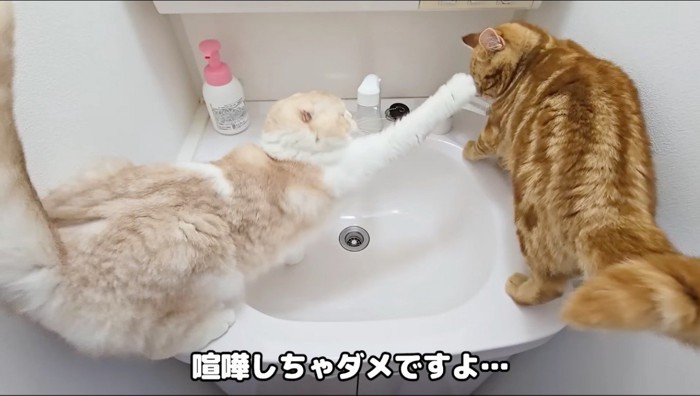 茶色い猫に前足を伸ばすクリーム色の猫